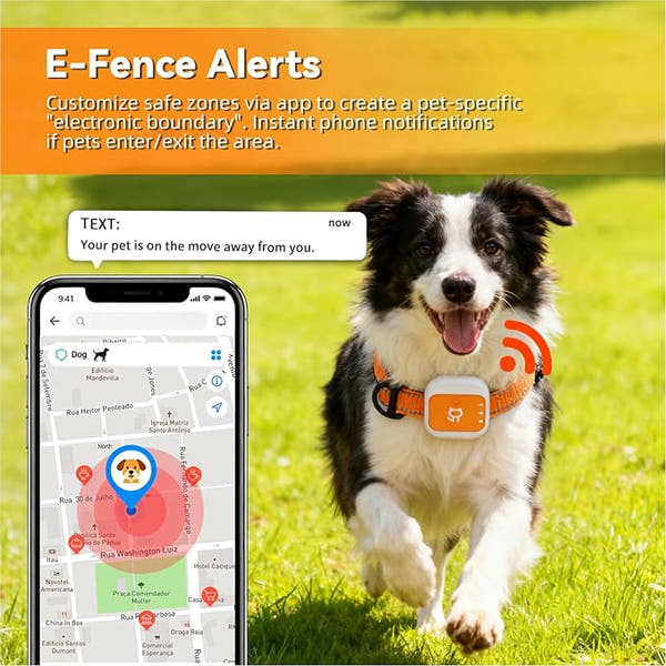 at GPS tracker collar with real-time location monitoring