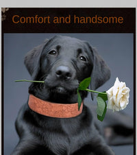 Leather dog walking collar with padded interior for daily outdoor use