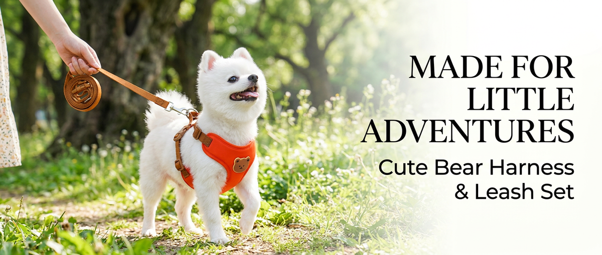 Small white dog walking outdoors in orange bear harness with matching leash