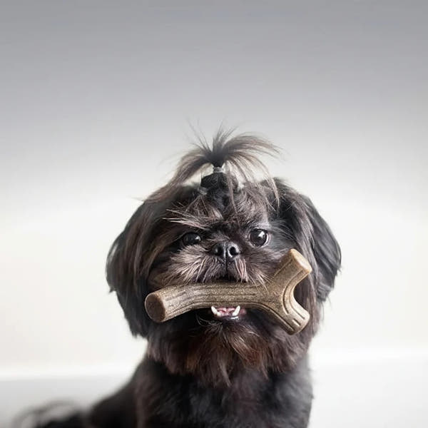 Dog chew toys set with four textured fishbone designs