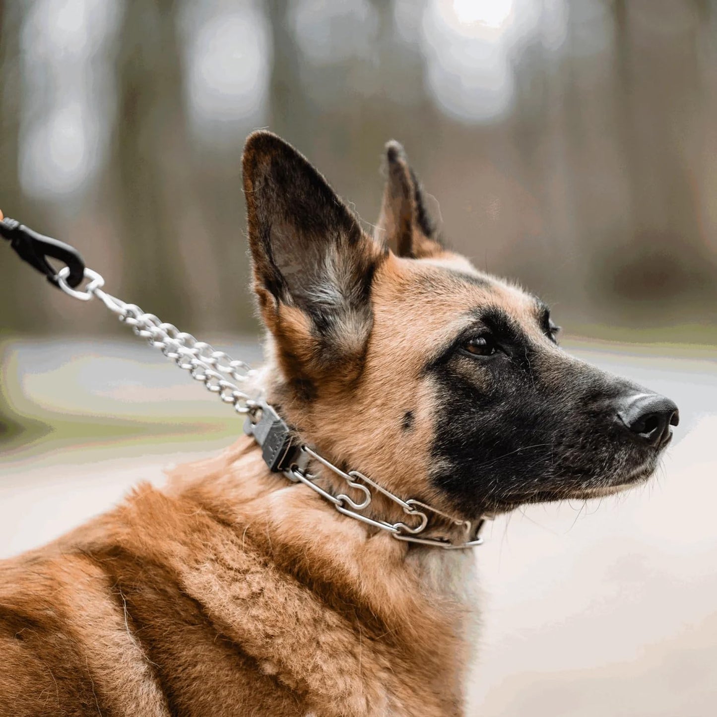 Quick release buckle dog collar for convenient fitting and removal