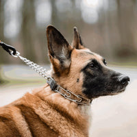 Quick release buckle dog collar for convenient fitting and removal