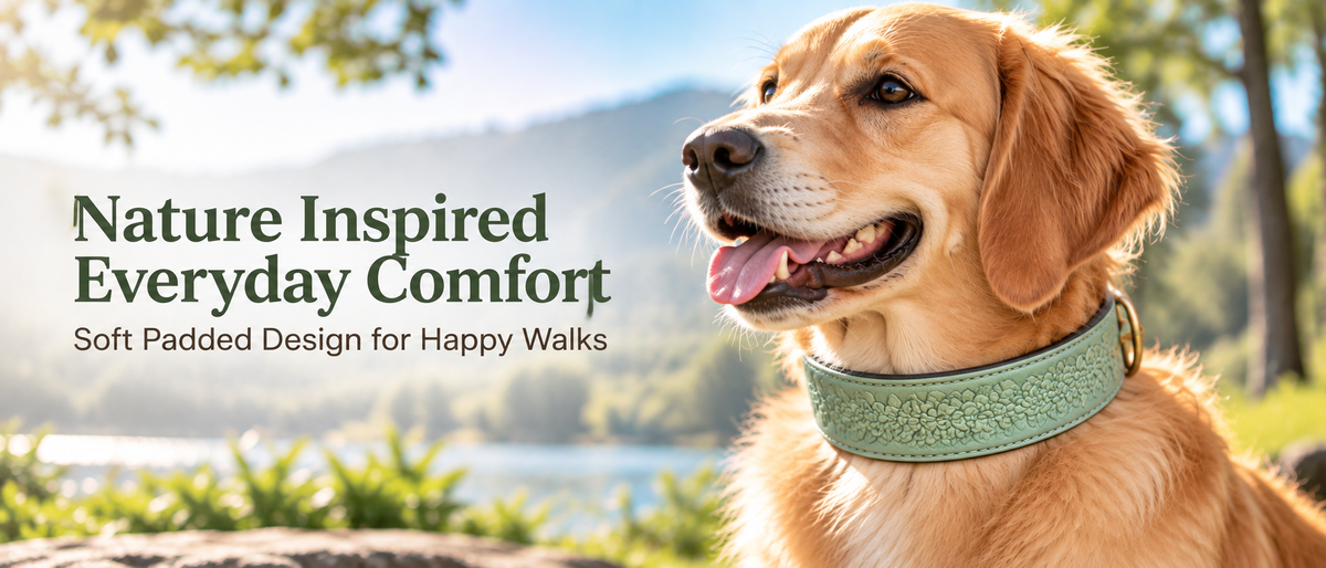 Embossed padded leather dog collars in brown black red blue and light sage green color options