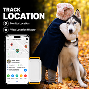 Large dog wearing a 4G GPS tracker collar outdoors