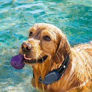 IPX7 waterproof dog training collar with rechargeable receiver