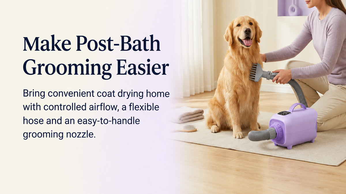 Golden Retriever being dried at home with a lavender pet hair dryer, flexible grey hose and comb-style grooming nozzle
