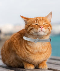 Lightweight flea collar designed for comfortable daily pet wearing