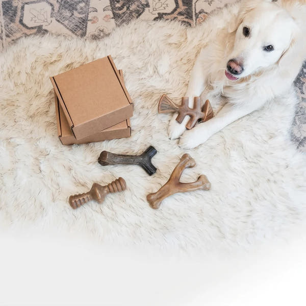 Medium dog toy designed for chewing and interactive play