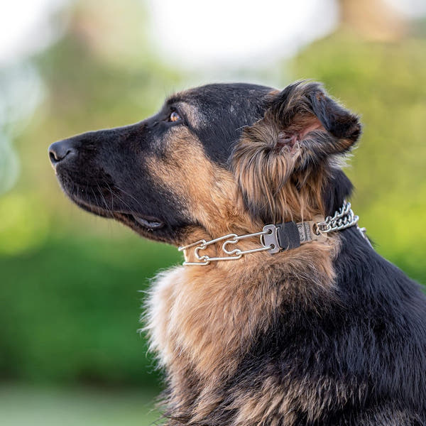 Stainless steel pinch collar designed for controlled dog training