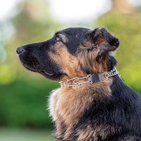 Stainless steel pinch collar designed for controlled dog training