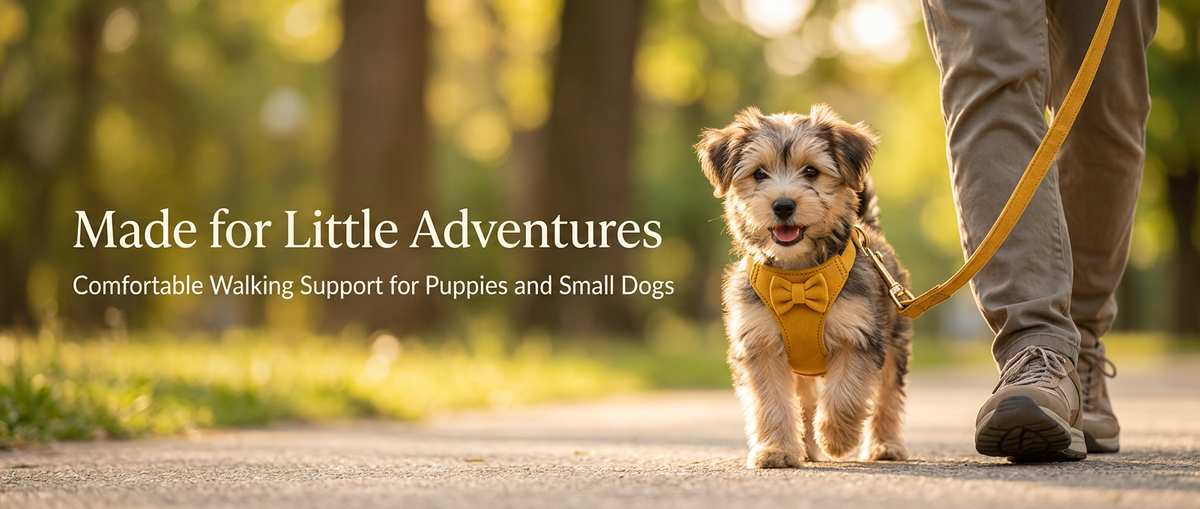 Small puppy wearing a mustard yellow bow harness with matching leash during an outdoor walk