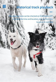 Smartphone displaying available location information from a pet GPS tracker