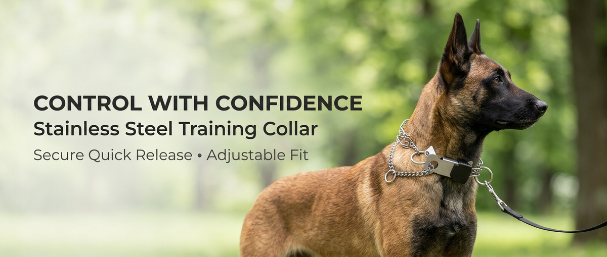 Stainless steel prong dog training collar with original quick release buckle shown on dog outdoors