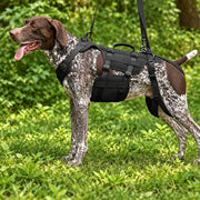 Dog hip support brace designed for back leg mobility assistance