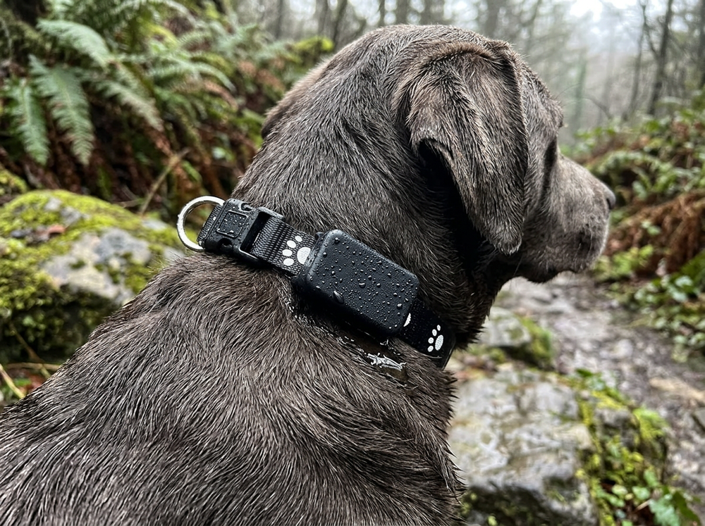 Smart positioning device attached securely to a dog collar