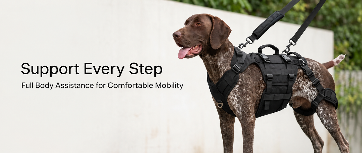 Dog wearing a black full-body mobility support harness with lifting handles and adjustable straps outdoors.