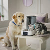 dog and cat feeding