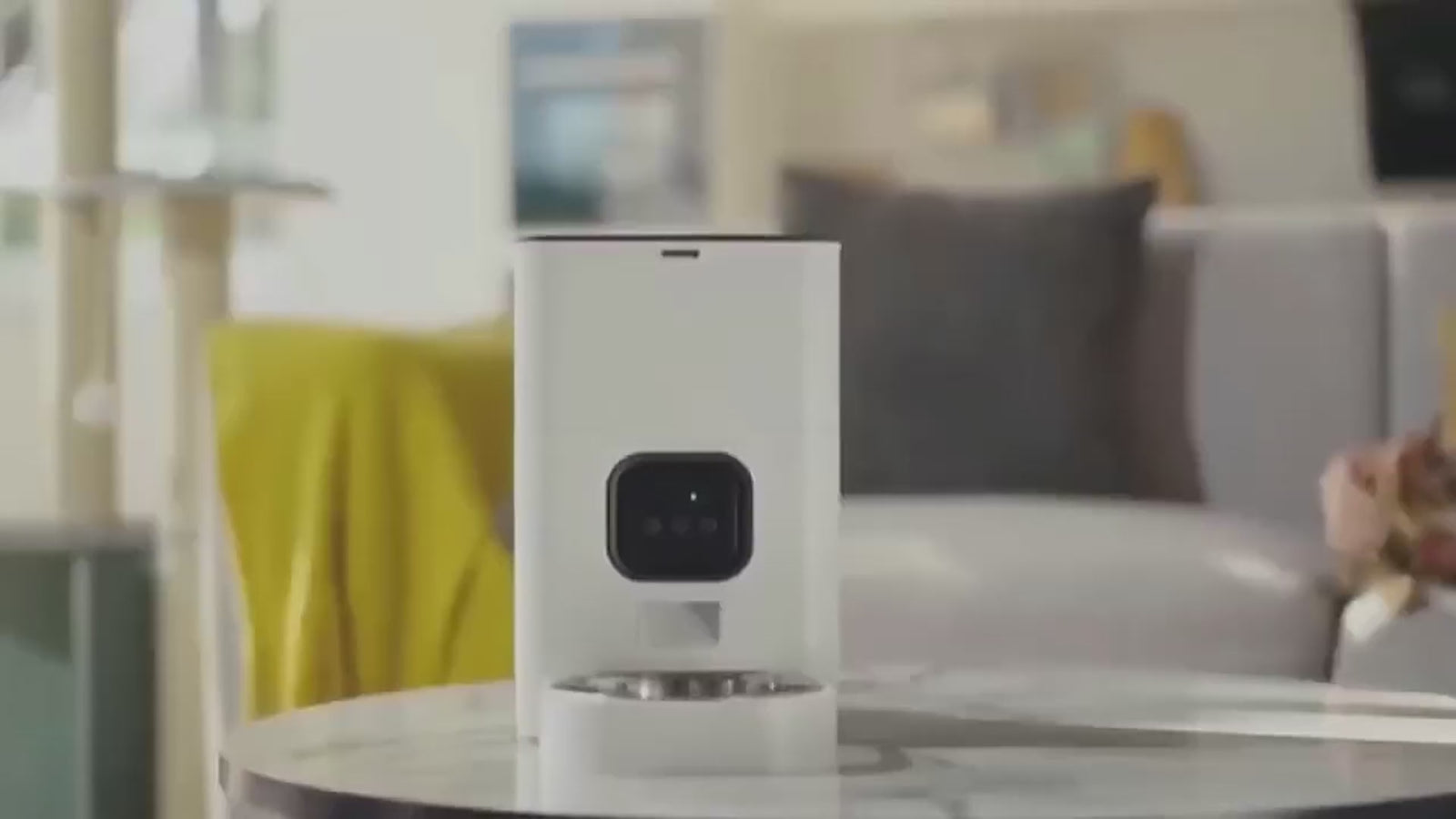 pet feeding automatic 