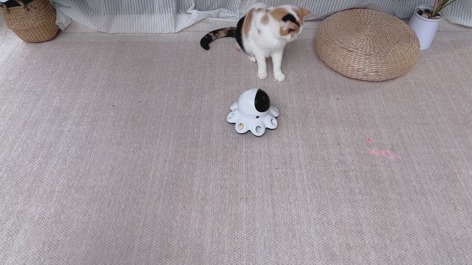 pet toy