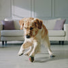 Dog toys 